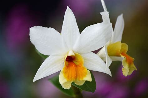 iga white orchid.